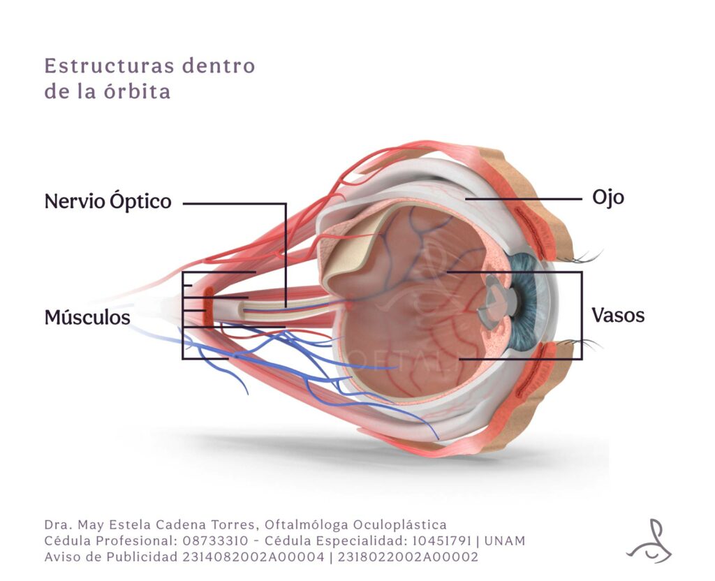 Estructuras dentro de la órbita